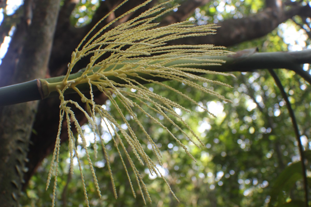 Areca concinna Thwaites